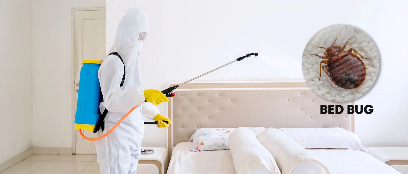 Bed Bug Treatment