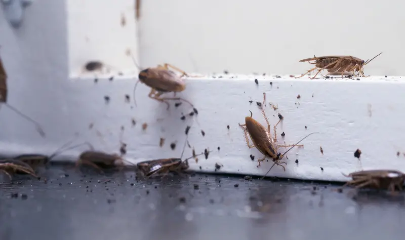 German Cockroach Treatment