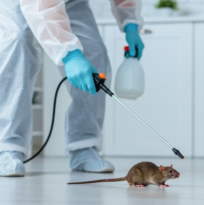 Rat & Mice Control