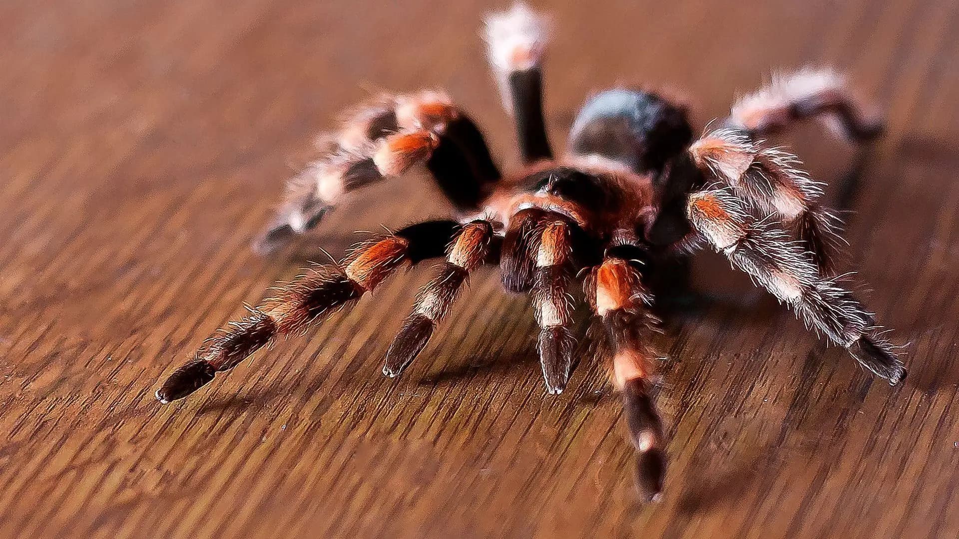 Spider Control